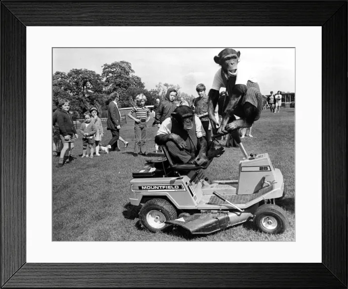 Framed Print : The Chimps of Southam Zoo up to tricks again as they help to mow the grass Framed Print : The Chimps of Southam Zoo up to tricks again as they help to mow the grass