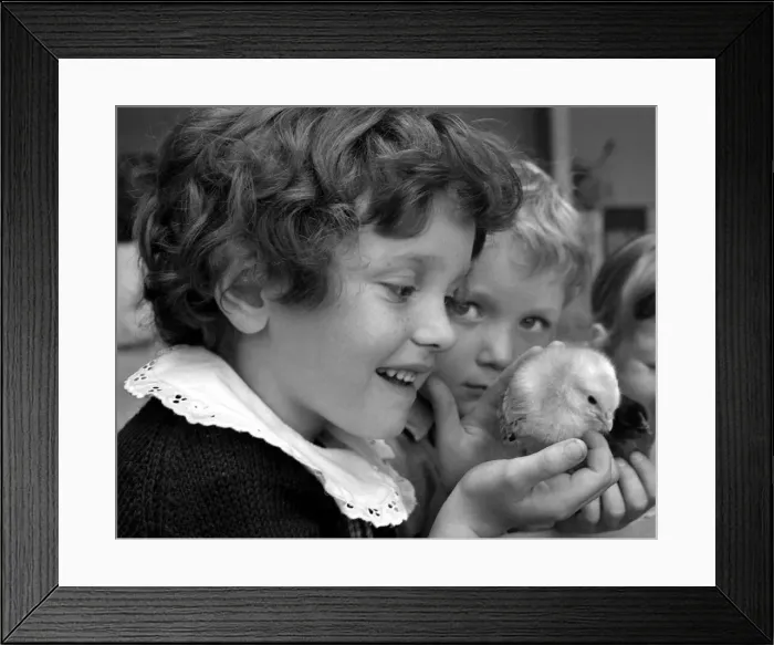 Framed Print : Elizabeth Griffin holding a fluffy chick which hatched in her classroom at Mount Nod Framed Print : Elizabeth Griffin holding a fluffy chick which hatched in her classroom at Mount Nod