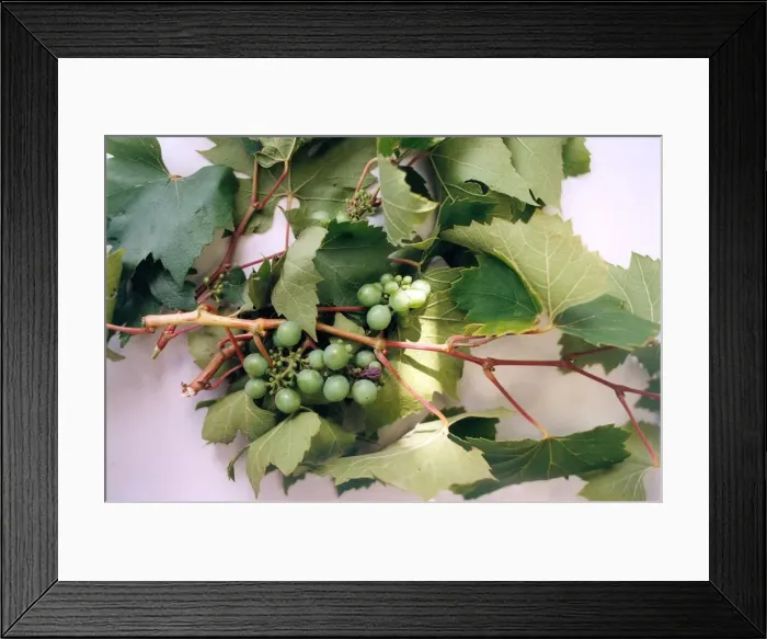 Framed Print : Wild grapes Framed Print : Wild grapes