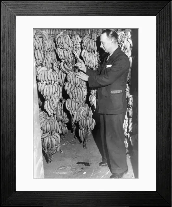 Framed Print : Yes we have some bananas - but they must be cared for. Mr. N Framed Print : Yes we have some bananas - but they must be cared for. Mr. N