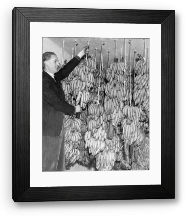 Framed Print : The first bananas to arrive in the North East post war at New Bridge Street goods station