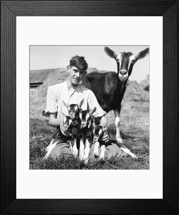 Framed Print : Boy with a goat and kids at Birling Goat Farm. 18th April 1945 Framed Print : Boy with a goat and kids at Birling Goat Farm. 18th April 1945