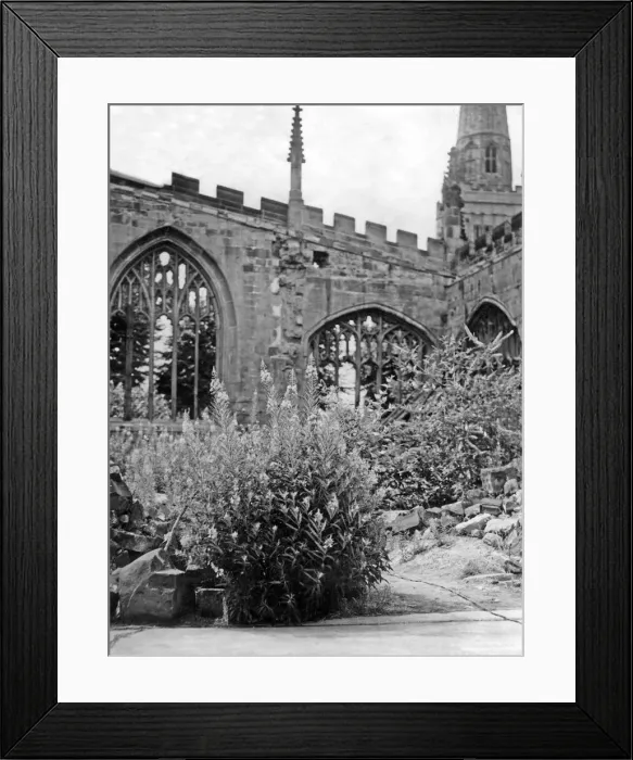 Framed Print : Wild flowers growing in the aisle of Coventry cathedral ruins Framed Print : Wild flowers growing in the aisle of Coventry cathedral ruins