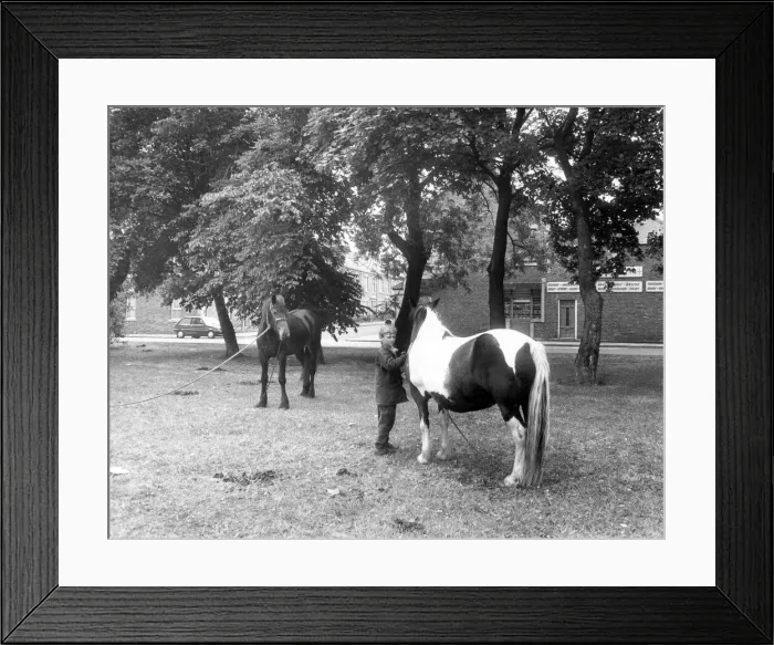 Framed Print : Gypsy horses on Newcastles Nuns Moor in June 1989 Framed Print : Gypsy horses on Newcastles Nuns Moor in June 1989