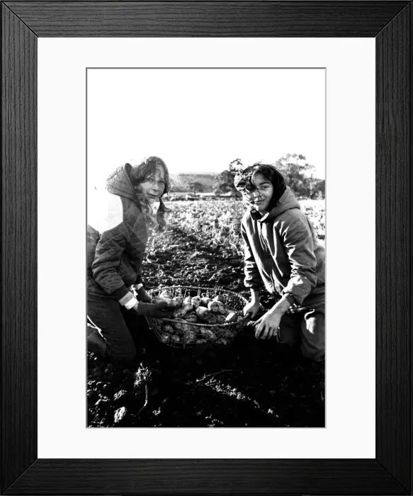 Framed Print : These children are potato picking or spud bashing as some of us like to call it Framed Print : These children are potato picking or spud bashing as some of us like to call it