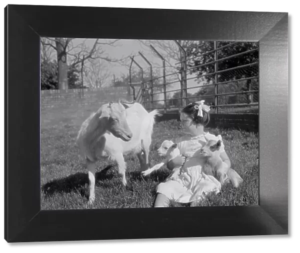 A kid for two farthing. Goat has two kids at Paigton Zoo. May 1956
