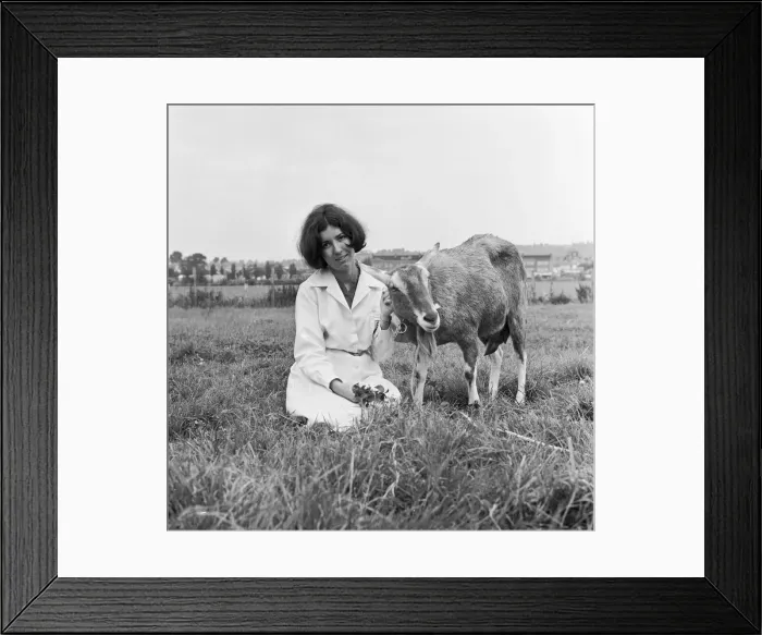 Framed Print : Woman in a field with a young goat. Circa 1955 Framed Print : Woman in a field with a young goat. Circa 1955