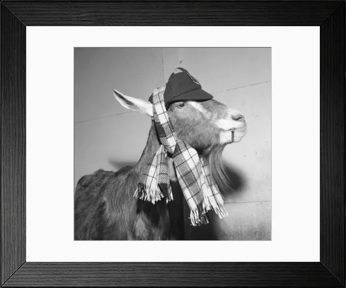 Framed Print : Perhaps'the Toggenberg goat wearing hat and carf