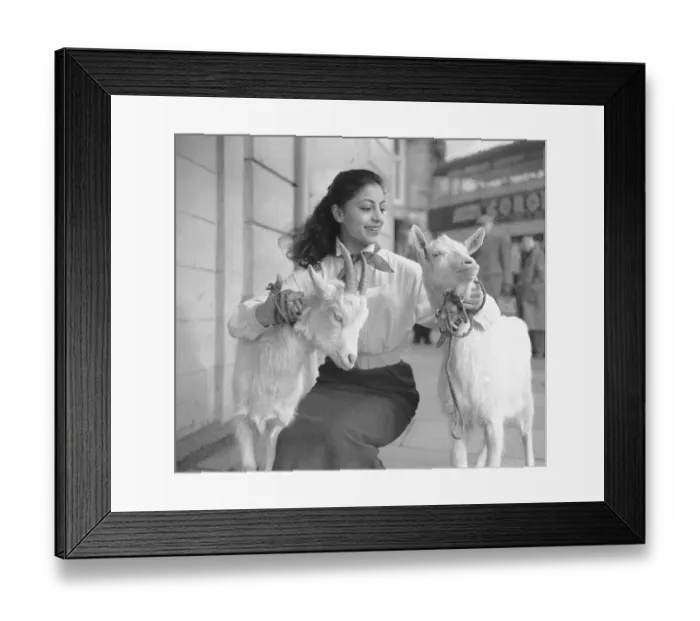 Framed Print : A woman with two goats that appear in the show Tea House of August Moon