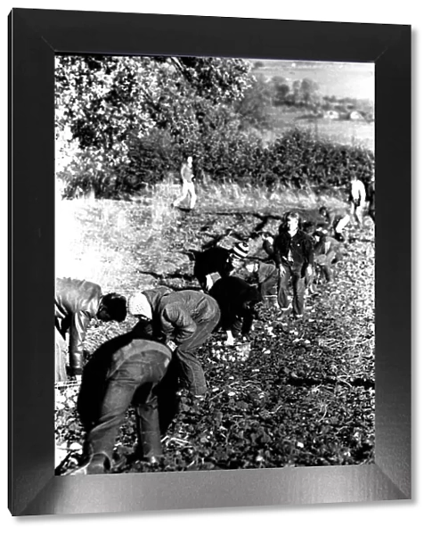 These children are potato picking or spud bashing as some of us like to call it