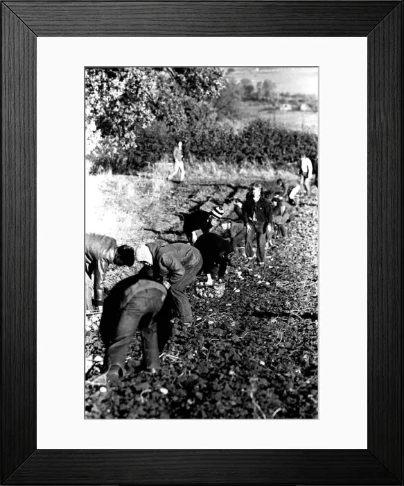 Framed Print : These children are potato picking or spud bashing as some of us like to call it Framed Print : These children are potato picking or spud bashing as some of us like to call it