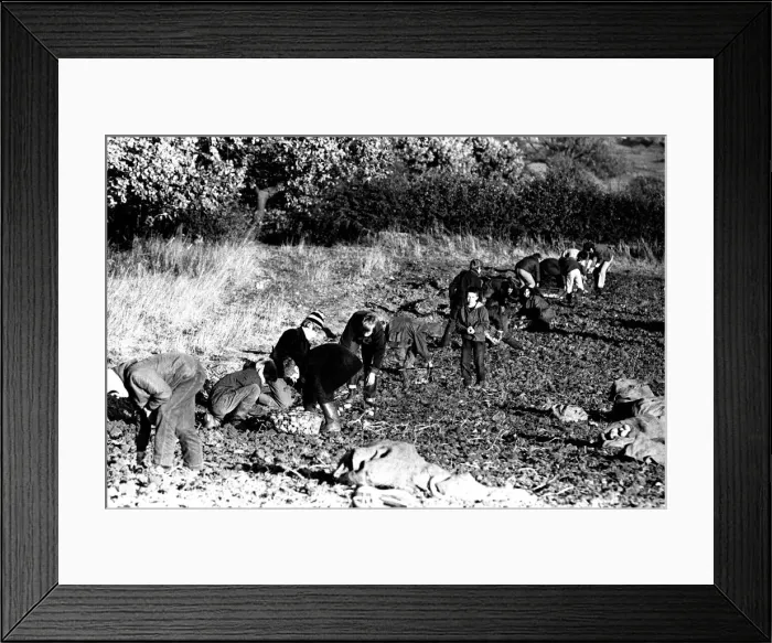 Framed Print : These children are potato picking or spud bashing as some of us like to call it Framed Print : These children are potato picking or spud bashing as some of us like to call it