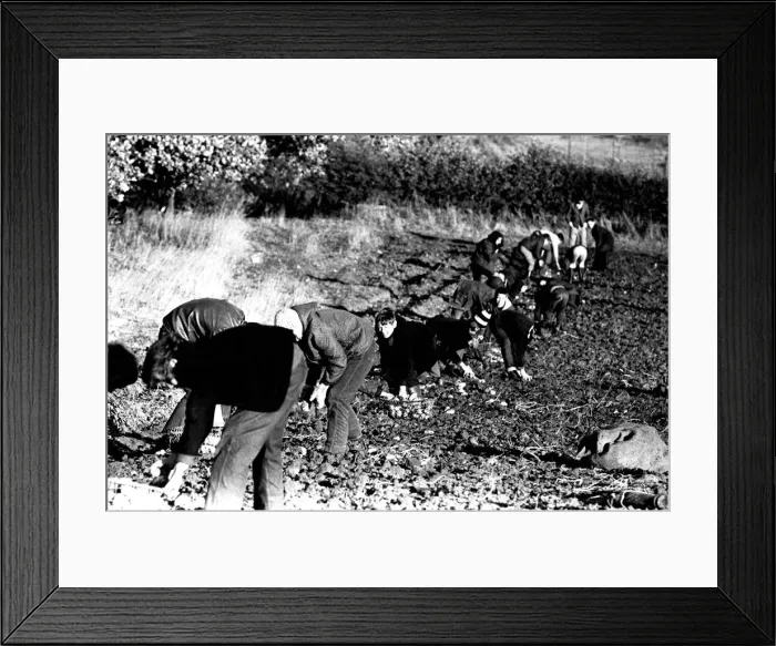 Framed Print : These children are potato picking or spud bashing as some of us like to call it Framed Print : These children are potato picking or spud bashing as some of us like to call it
