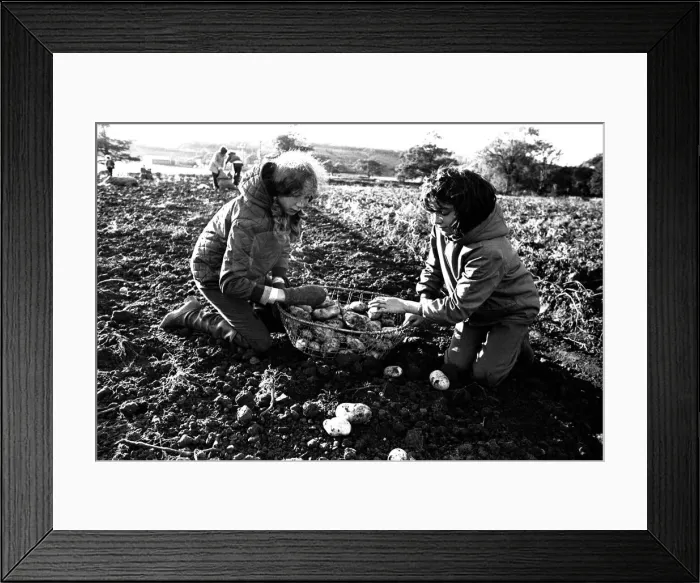 Framed Print : These children are potato picking or spud bashing as some of us like to call it Framed Print : These children are potato picking or spud bashing as some of us like to call it
