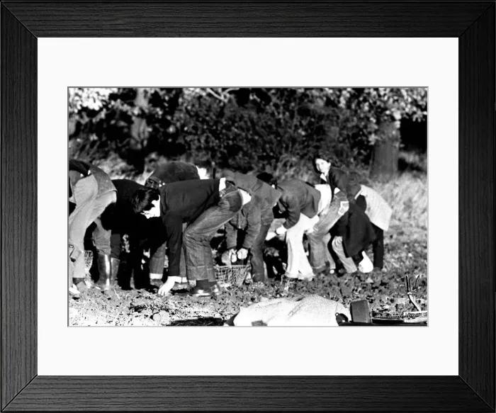 Framed Print : These children are potato picking or spud bashing as some of us like to call it Framed Print : These children are potato picking or spud bashing as some of us like to call it