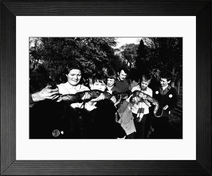 Framed Print : Some of the four hundrend children from Newcastles West End on a trip to Stanley Zoo Framed Print : Some of the four hundrend children from Newcastles West End on a trip to Stanley Zoo