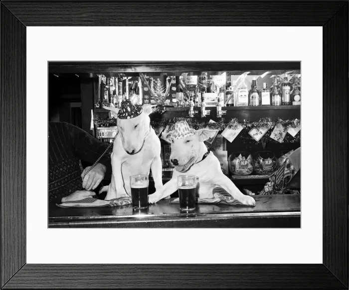 Framed Print : A pair of bull terriers seen here enjoying a couple of pints of stout at their local pub