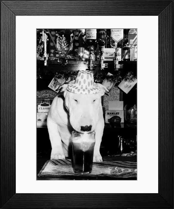 Framed Print : A bull terrier seen here enjoying a couple of pints of stout at his local pub Framed Print : A bull terrier seen here enjoying a couple of pints of stout at his local pub