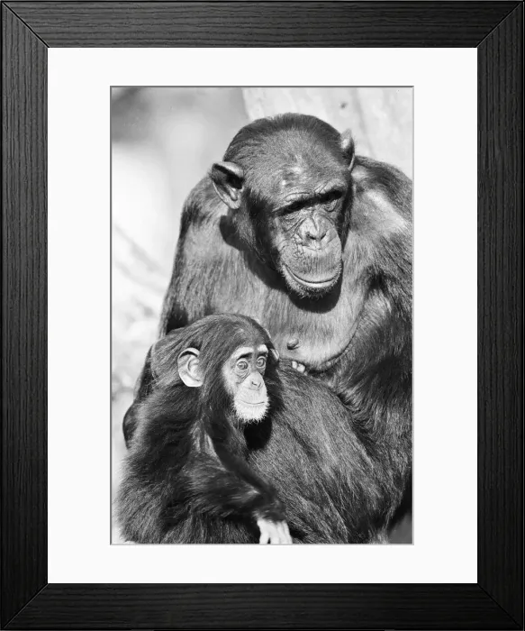 Framed Print : Wonder the baby Chimpanzee seen here with his mother at the Chimpanzee breeding centre Framed Print : Wonder the baby Chimpanzee seen here with his mother at the Chimpanzee breeding centre
