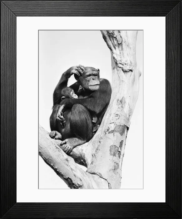 Framed Print : Wonder the baby Chimpanzee seen here with his mother at the Chimpanzee breeding centre