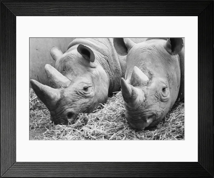 Framed Print : Male and female Rhinoceros seen here in their winter quaters at Chester Zoo Framed Print : Male and female Rhinoceros seen here in their winter quaters at Chester Zoo