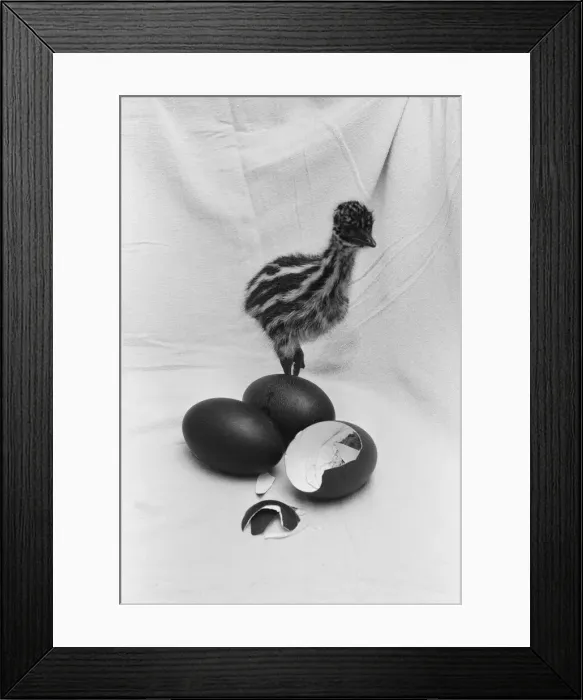 Framed Print : Emu chick seen here at Chester Zoo shortly after hatching 11th February 1988 Framed Print : Emu chick seen here at Chester Zoo shortly after hatching 11th February 1988