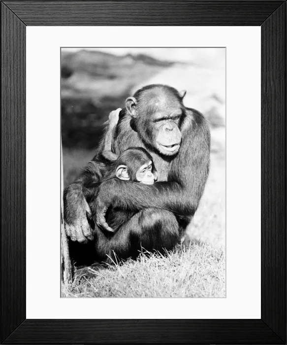 Framed Print : Wonder the baby Chimpanzee seen here with his mother at the Chimpanzee breeding centre Framed Print : Wonder the baby Chimpanzee seen here with his mother at the Chimpanzee breeding centre