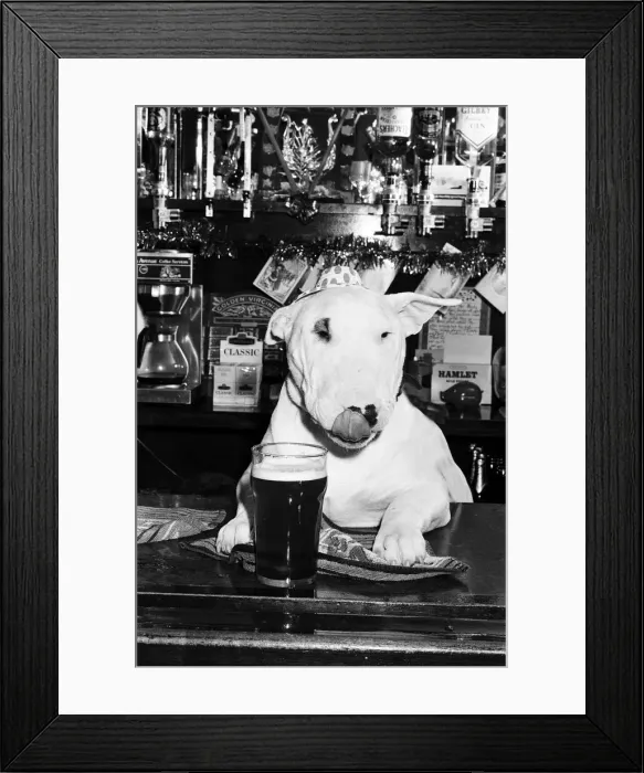 Framed Print : A bull terrier seen here enjoying a couple of pints of stout at his local pub Framed Print : A bull terrier seen here enjoying a couple of pints of stout at his local pub