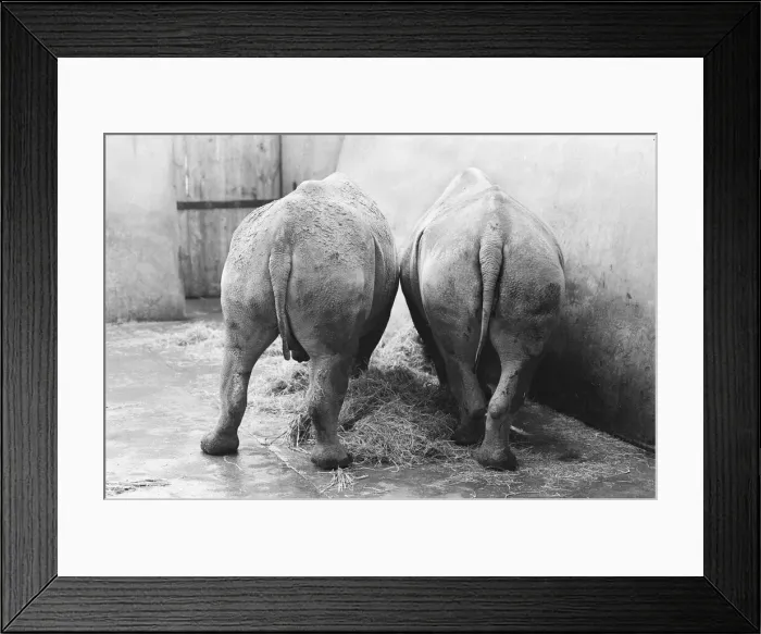 Framed Print : Male and female Rhinoceros seen here in their winter quaters at Chester Zoo Framed Print : Male and female Rhinoceros seen here in their winter quaters at Chester Zoo