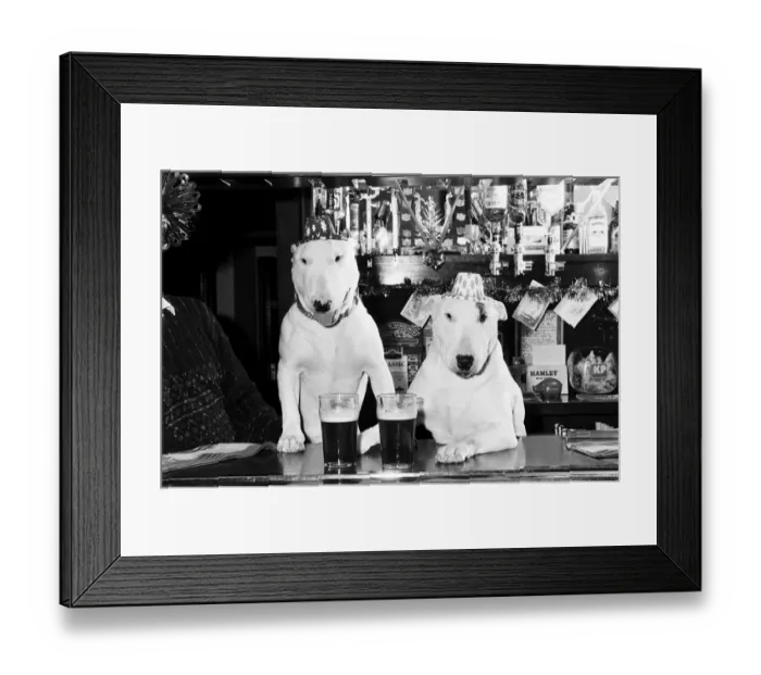 Framed Print : A pair of bull terriers seen here enjoying a couple of pints of stout at their local pub Framed Print : A pair of bull terriers seen here enjoying a couple of pints of stout at their local pub