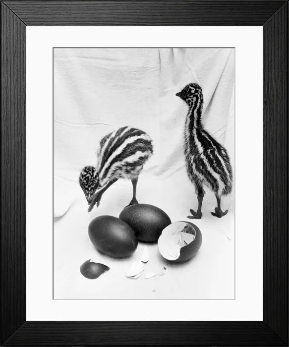 Framed Print : Emu chicks seen here at Chester Zoo shortly after hatching 11th February 1988 Framed Print : Emu chicks seen here at Chester Zoo shortly after hatching 11th February 1988