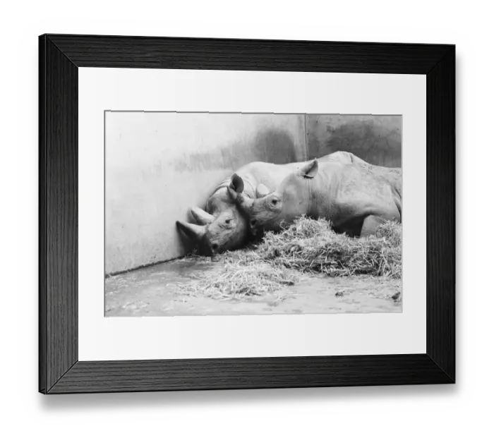 Framed Print : Male and female Rhinoceros seen here in their winter quaters at Chester Zoo Framed Print : Male and female Rhinoceros seen here in their winter quaters at Chester Zoo