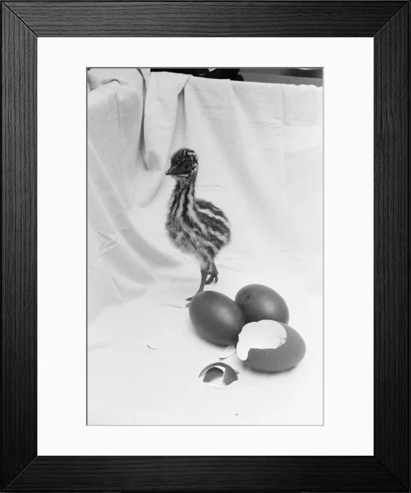 Framed Print : Emu chick seen here at Chester Zoo shortly after hatching 11th February 1988