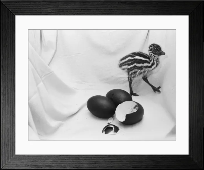 Framed Print : Emu chick seen here at Chester Zoo shortly after hatching 11th February 1988 Framed Print : Emu chick seen here at Chester Zoo shortly after hatching 11th February 1988