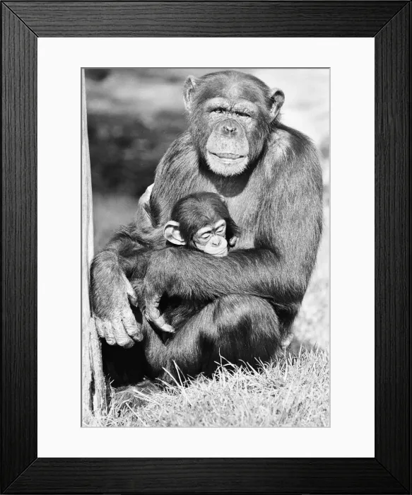 Framed Print : Wonder the baby Chimpanzee seen here with his mother at the Chimpanzee breeding centre
