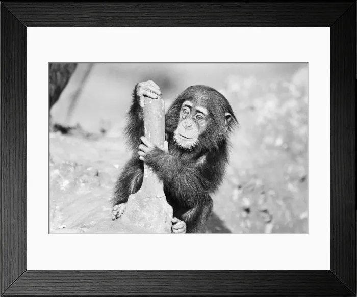 Framed Print : Wonder the baby Chimpanzee seen here with his mother at the Chimpanzee breeding centre
