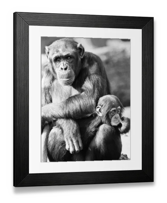 Framed Print : Wonder the baby Chimpanzee seen here with his mother at the Chimpanzee breeding centre Framed Print : Wonder the baby Chimpanzee seen here with his mother at the Chimpanzee breeding centre
