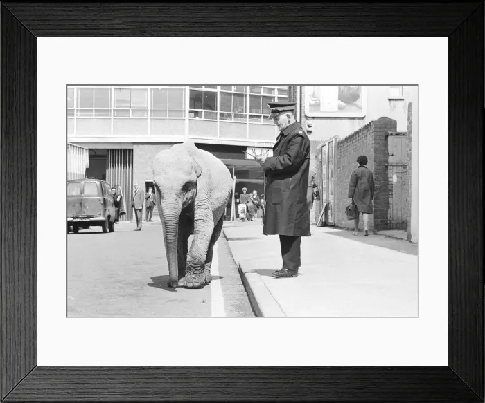 Framed Print : Traffic Warden tries to ticket an elephant which had stopped on a single yellow line in Framed Print : Traffic Warden tries to ticket an elephant which had stopped on a single yellow line in