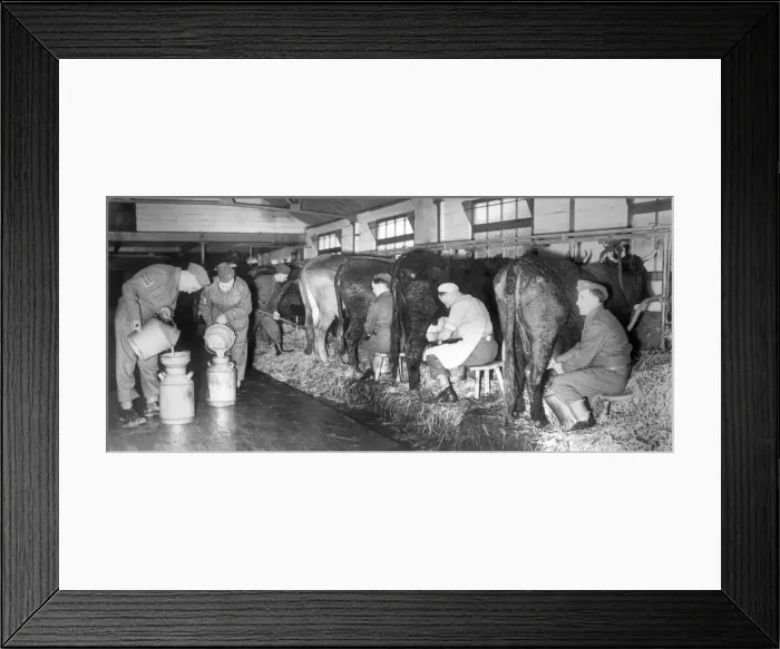 Framed Print : Members of the Home Guard seen here milking cows on a Devon farm. 14th March 1941 Framed Print : Members of the Home Guard seen here milking cows on a Devon farm. 14th March 1941