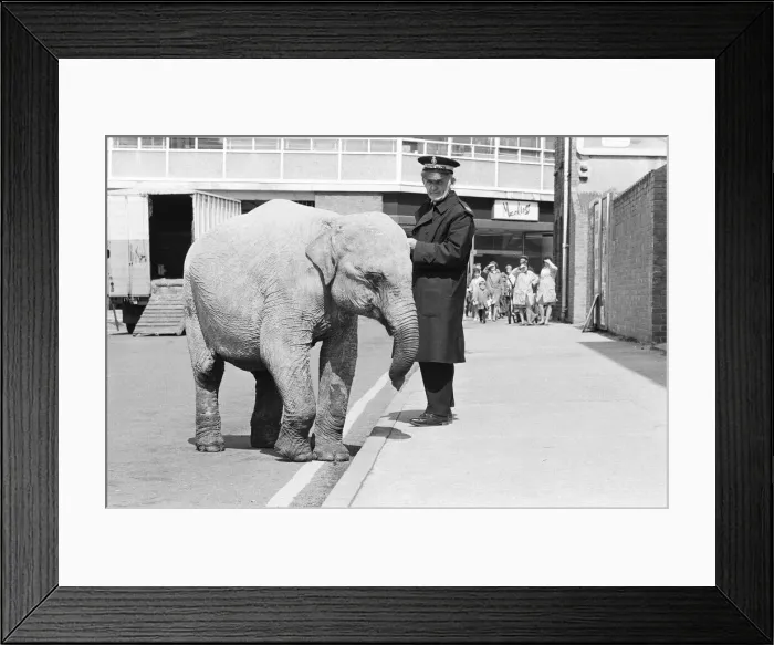 Framed Print : Traffic Warden tries to ticket an elephant which had stopped on a single yellow line in Framed Print : Traffic Warden tries to ticket an elephant which had stopped on a single yellow line in