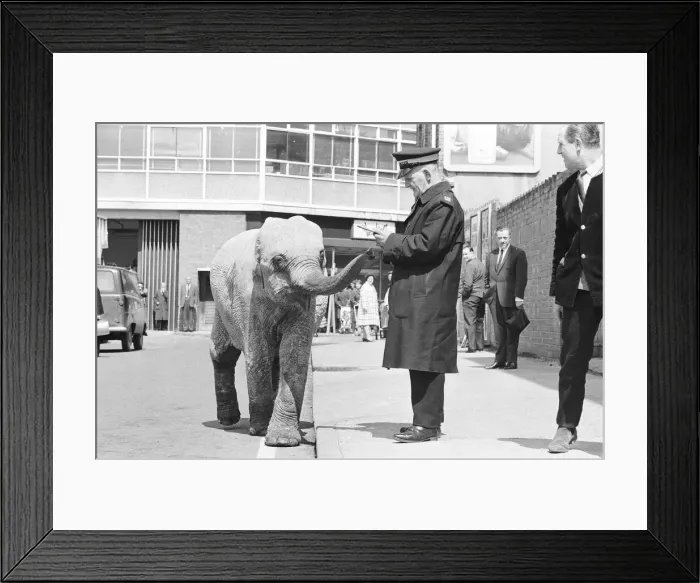Framed Print : Traffic Warden tries to ticket an elephant which had stopped on a single yellow line in Framed Print : Traffic Warden tries to ticket an elephant which had stopped on a single yellow line in