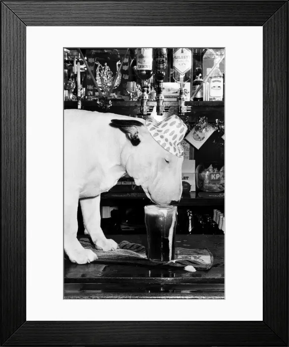 Framed Print : A bull terrier seen here enjoying a couple of pints of stout at his local pub Framed Print : A bull terrier seen here enjoying a couple of pints of stout at his local pub