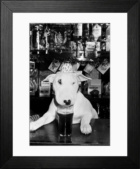 Framed Print : A bull terrier seen here enjoying a couple of pints of stout at his local pub Framed Print : A bull terrier seen here enjoying a couple of pints of stout at his local pub