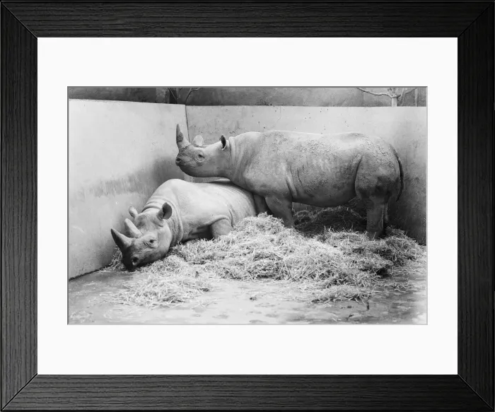 Framed Print : Male and female Rhinoceros seen here in their winter quaters at Chester Zoo Framed Print : Male and female Rhinoceros seen here in their winter quaters at Chester Zoo