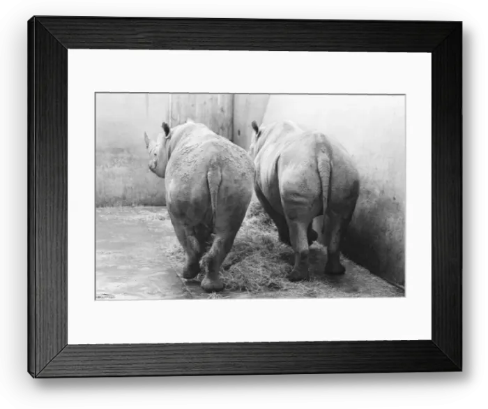Framed Print : Male and female Rhinoceros seen here in their winter quaters at Chester Zoo Framed Print : Male and female Rhinoceros seen here in their winter quaters at Chester Zoo