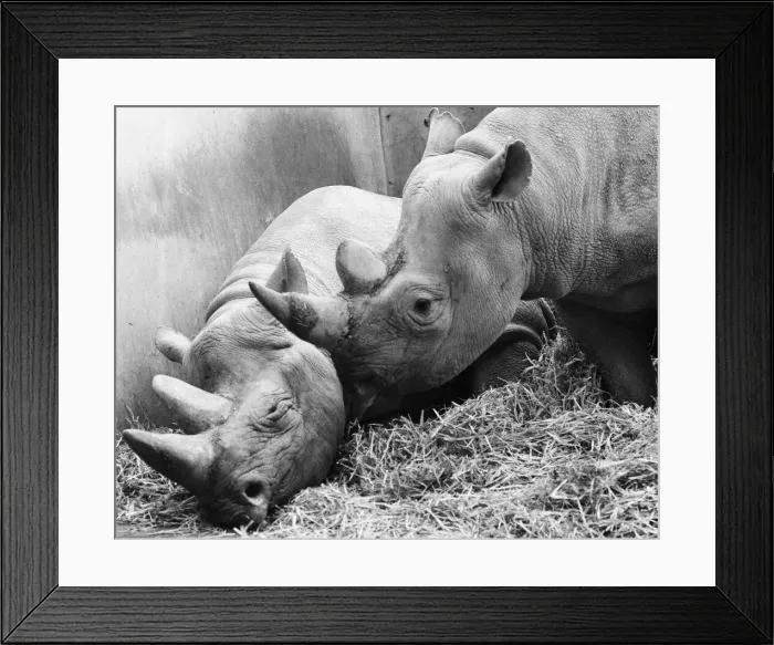 Framed Print : Male and female Rhinoceros seen here in their winter quaters at Chester Zoo