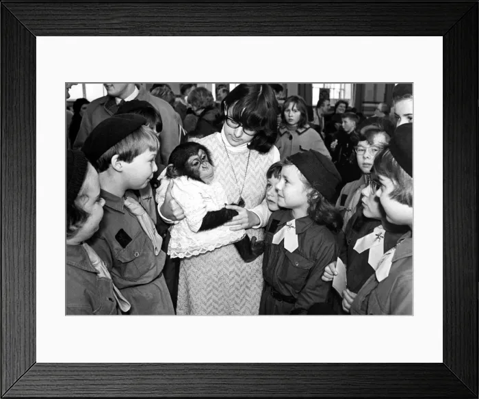 Framed Print : Brownies visiting the Leamington division of Guides and Brownies Autumn fair meet Framed Print : Brownies visiting the Leamington division of Guides and Brownies Autumn fair meet
