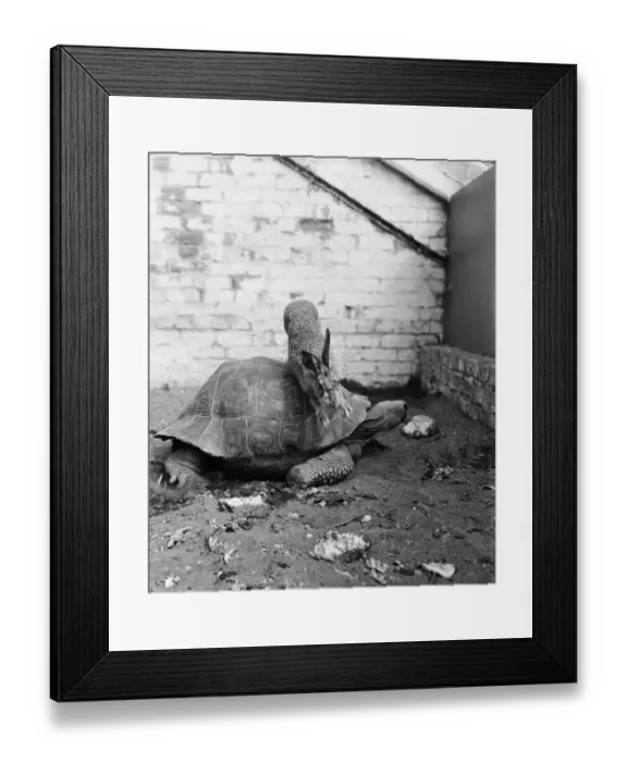 Framed Print : The Tortoise and the Hare. 3rd August 1962