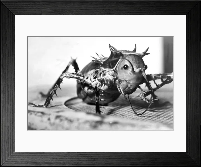 Framed Print : A two and a half inch long spiny grasshopper in January 1992 Framed Print : A two and a half inch long spiny grasshopper in January 1992