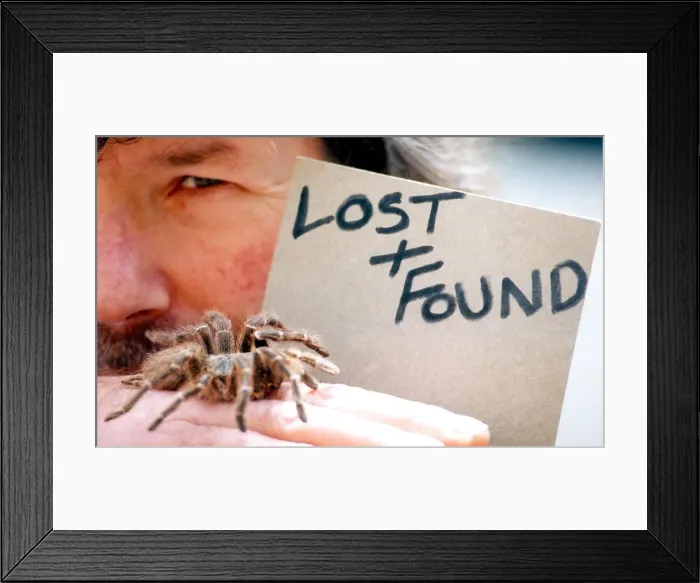 Framed Print : A salmon pink birdeating tarantula in June 1995